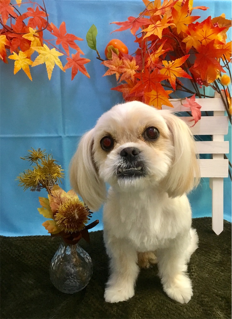 f:id:opachosalon:20191203115610j:image f:id:opachosalon:20191203115610j:image