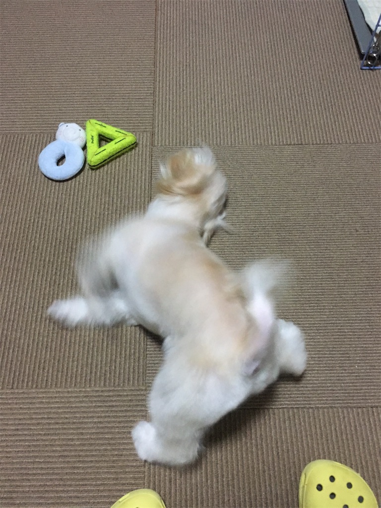 f:id:opachosalon:20191203115614j:image f:id:opachosalon:20191203115614j:image