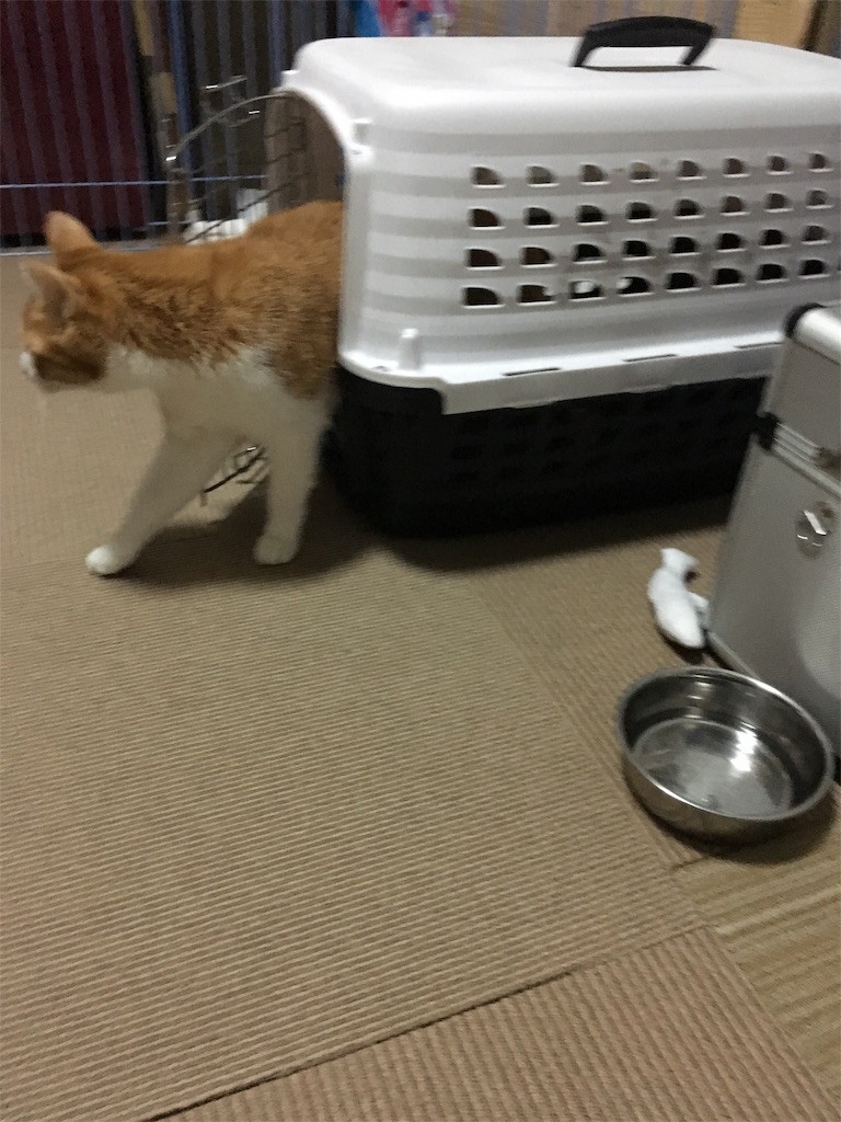 f:id:opachosalon:20191213204149j:image