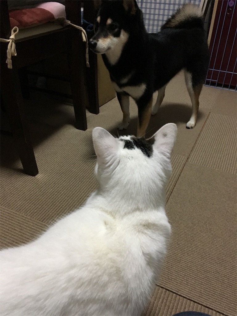 f:id:opachosalon:20191213204156j:image