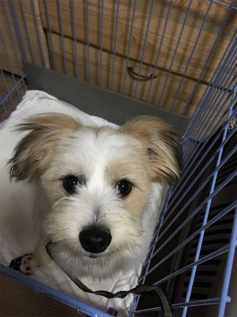 f:id:opachosalon:20191213204159j:image