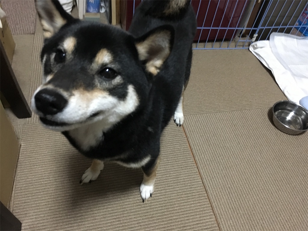 f:id:opachosalon:20191213204206j:image