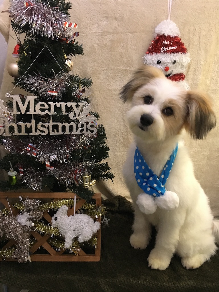 f:id:opachosalon:20191213204214j:image