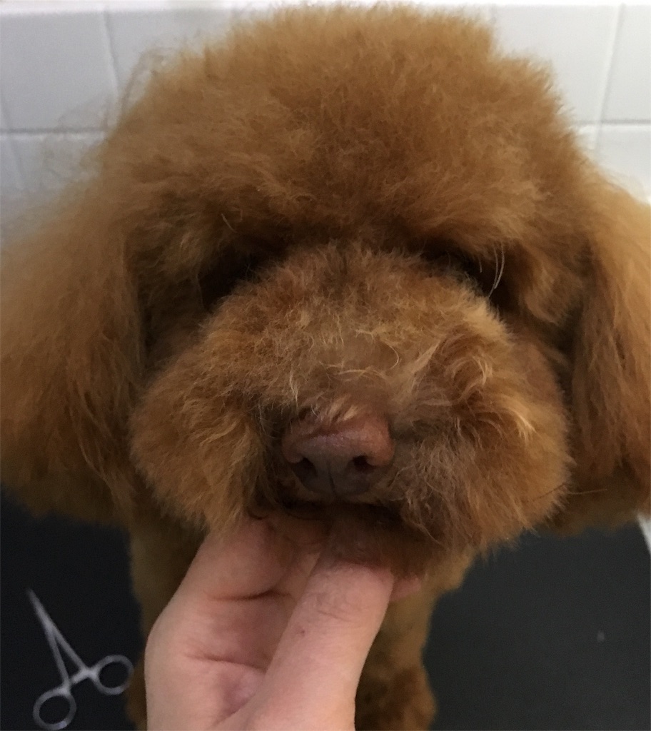 f:id:opachosalon:20191213204331j:image