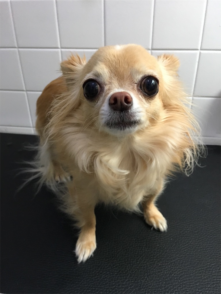 f:id:opachosalon:20191214144617j:image f:id:opachosalon:20191214144617j:image