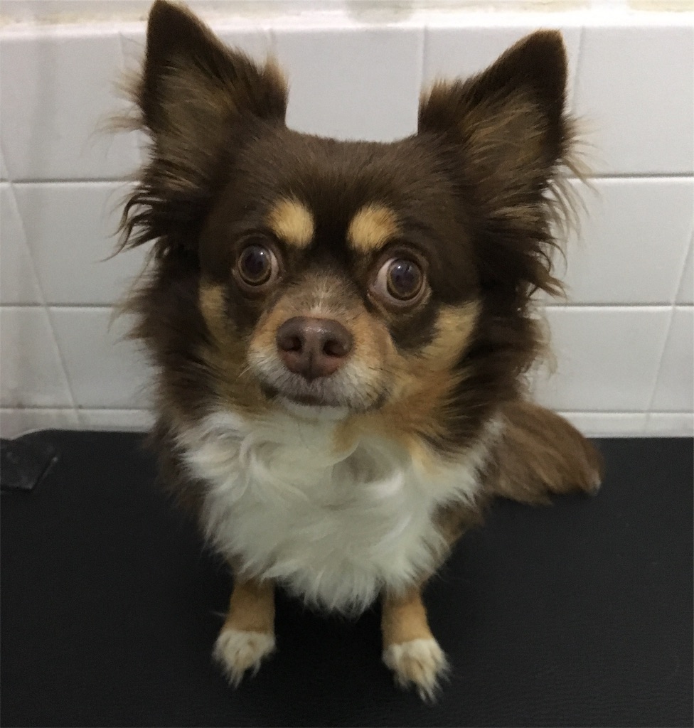 f:id:opachosalon:20191214144630j:image f:id:opachosalon:20191214144630j:image