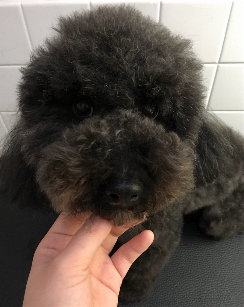 f:id:opachosalon:20191214144634j:image f:id:opachosalon:20191214144634j:image