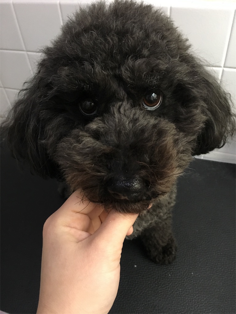 f:id:opachosalon:20191214144640j:image f:id:opachosalon:20191214144640j:image