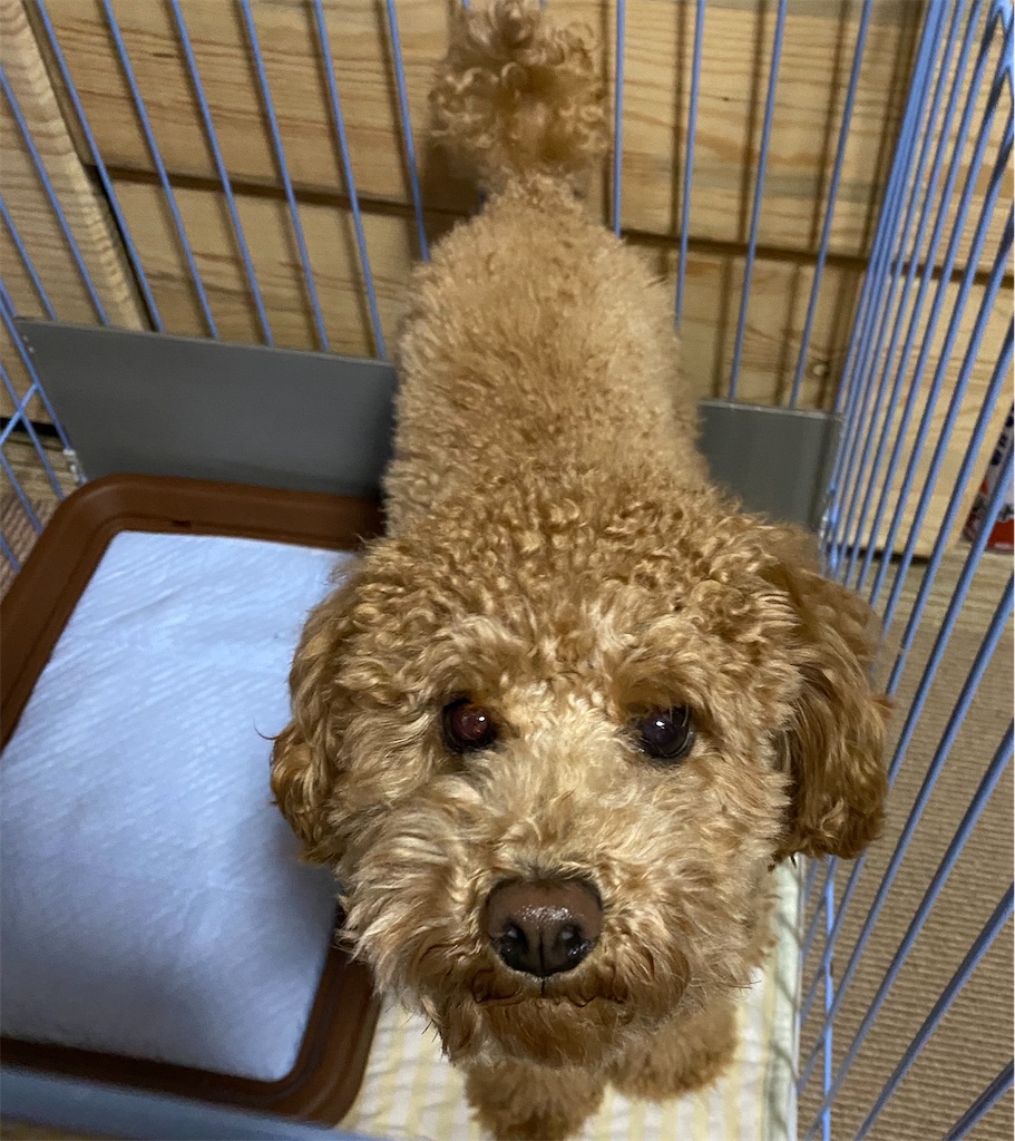 f:id:opachosalon:20191225114553j:image f:id:opachosalon:20191225114553j:image