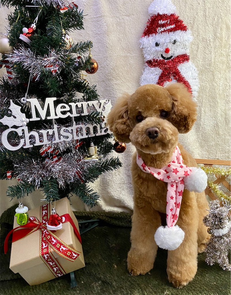 f:id:opachosalon:20191225114559j:image f:id:opachosalon:20191225114559j:image