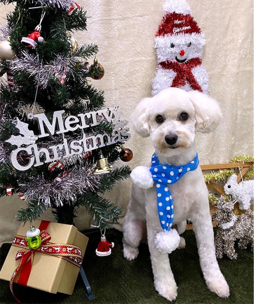 f:id:opachosalon:20191225114605j:image f:id:opachosalon:20191225114605j:image