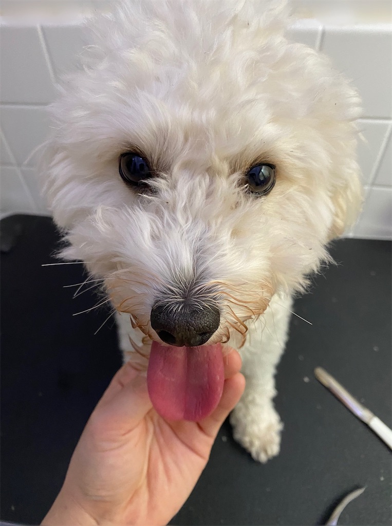 f:id:opachosalon:20191225114613j:image f:id:opachosalon:20191225114613j:image