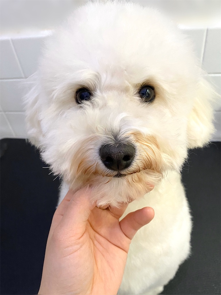 f:id:opachosalon:20191225114620j:image f:id:opachosalon:20191225114620j:image