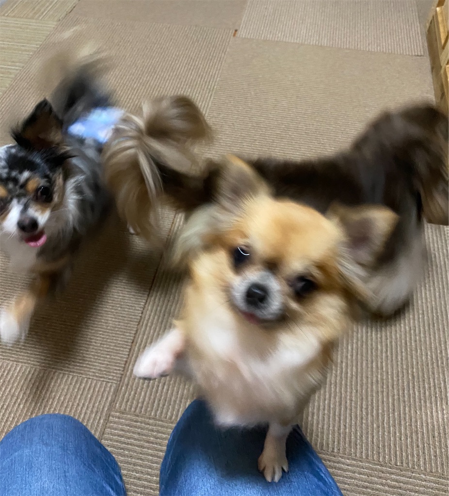 f:id:opachosalon:20191231192342j:image f:id:opachosalon:20191231192342j:image