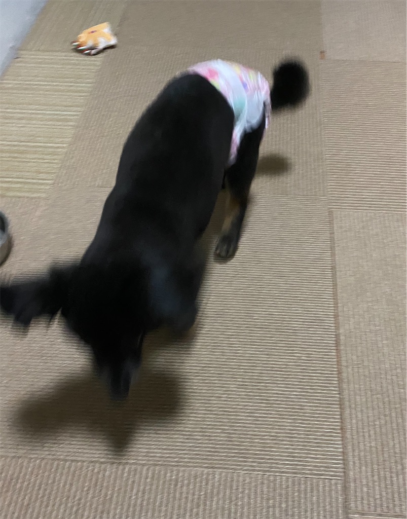 f:id:opachosalon:20191231192352j:image f:id:opachosalon:20191231192352j:image