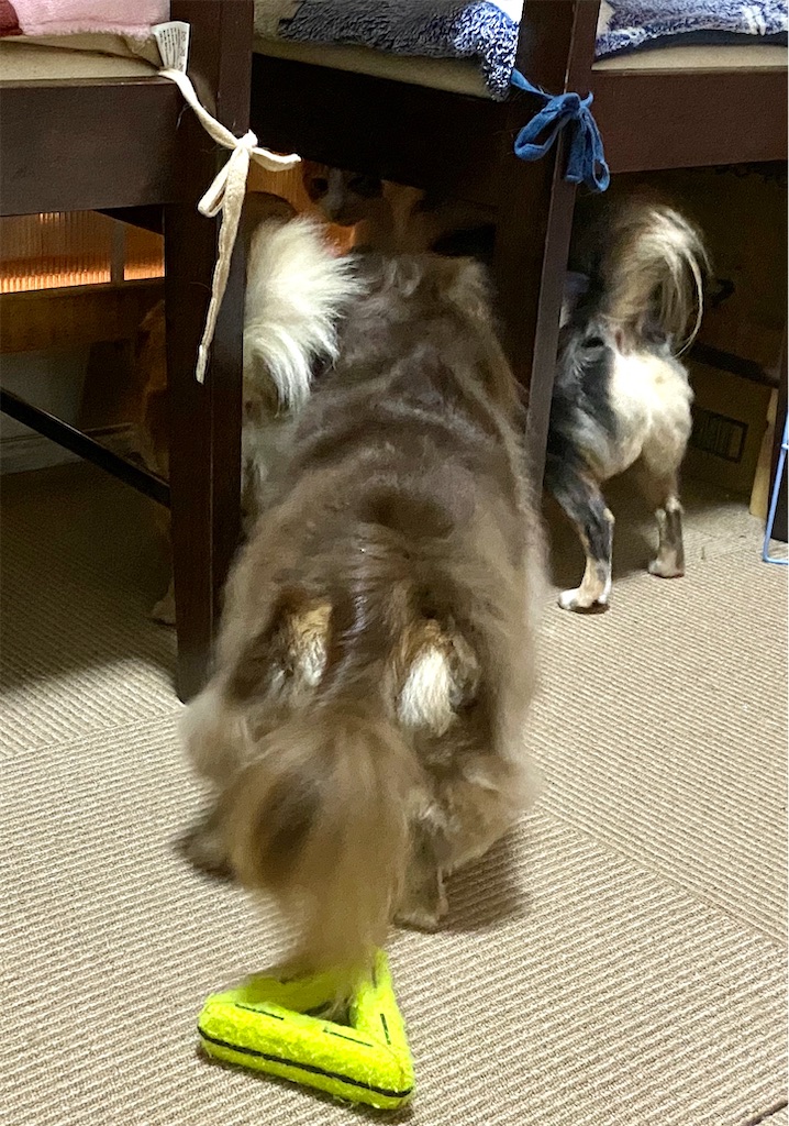 f:id:opachosalon:20191231192359j:image f:id:opachosalon:20191231192359j:image