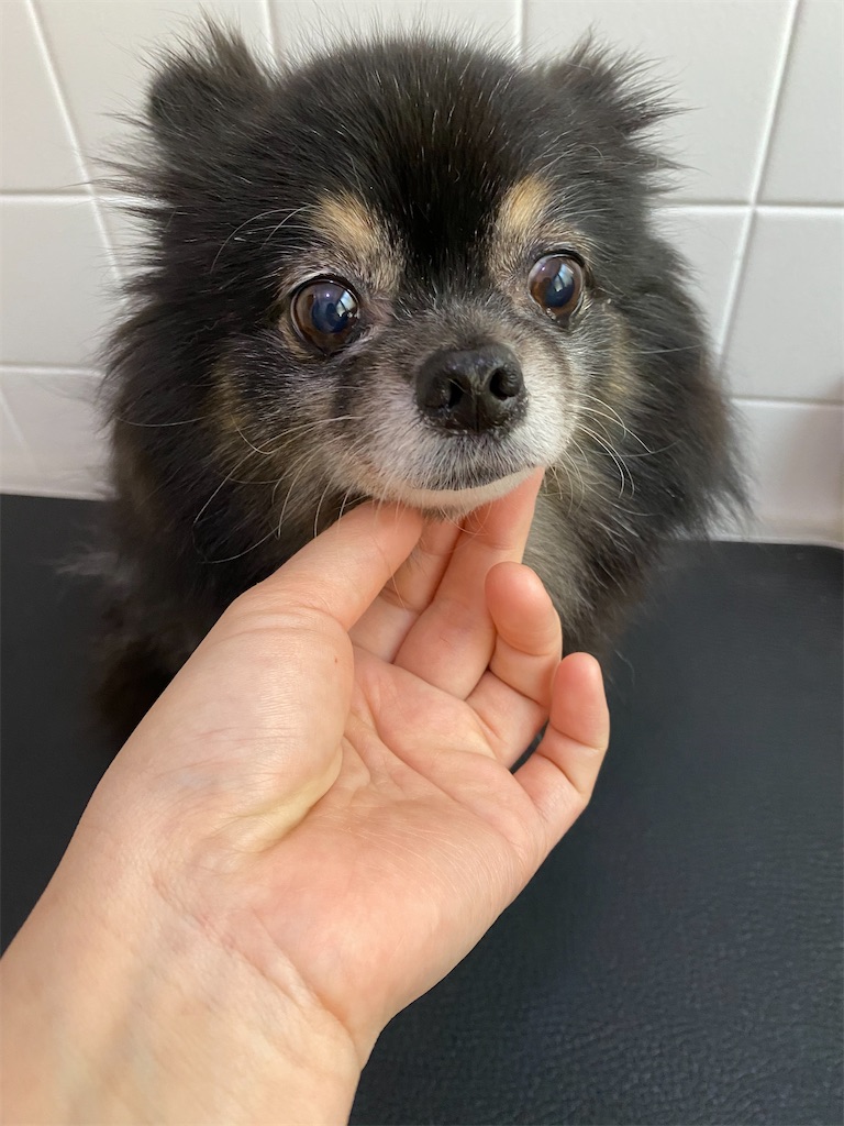 f:id:opachosalon:20191231192405j:image f:id:opachosalon:20191231192405j:image