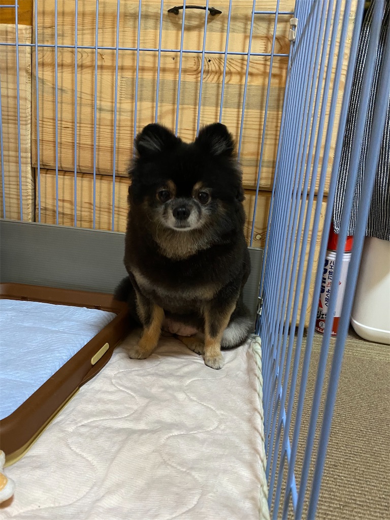 f:id:opachosalon:20191231192408j:image f:id:opachosalon:20191231192408j:image