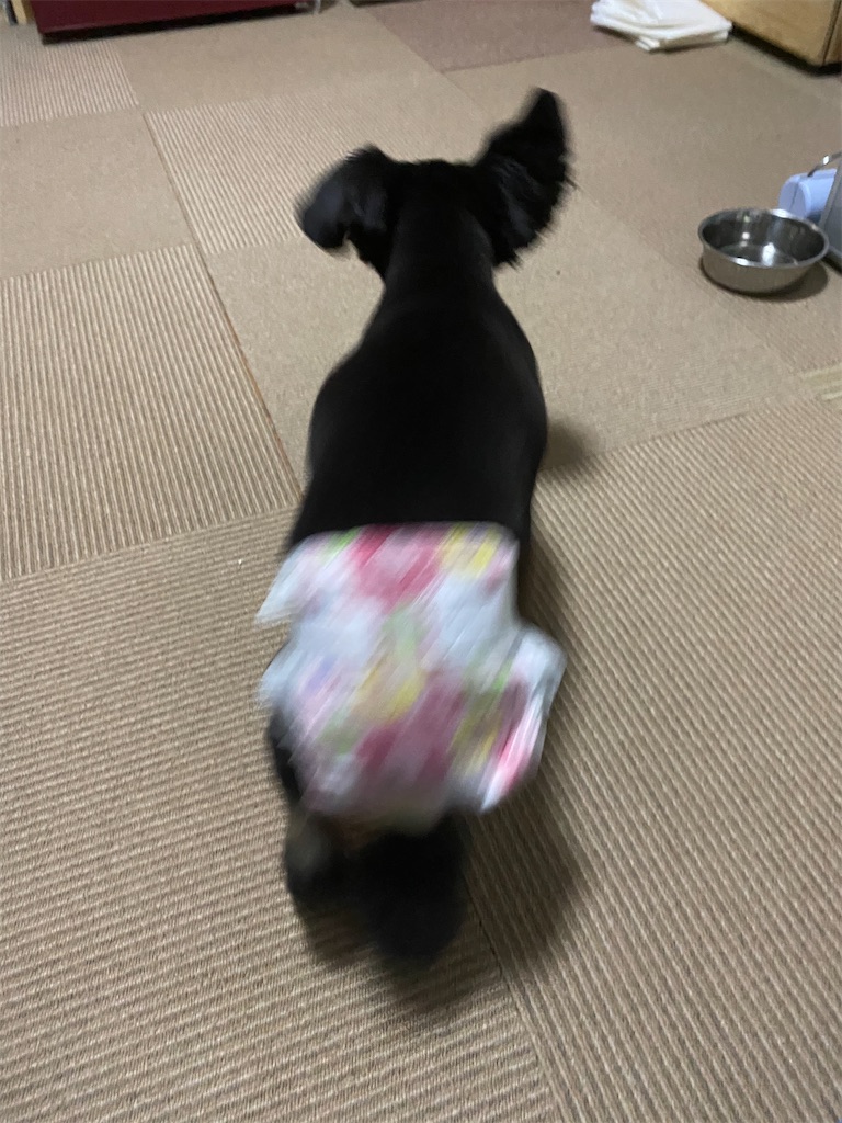 f:id:opachosalon:20191231192411j:image f:id:opachosalon:20191231192411j:image