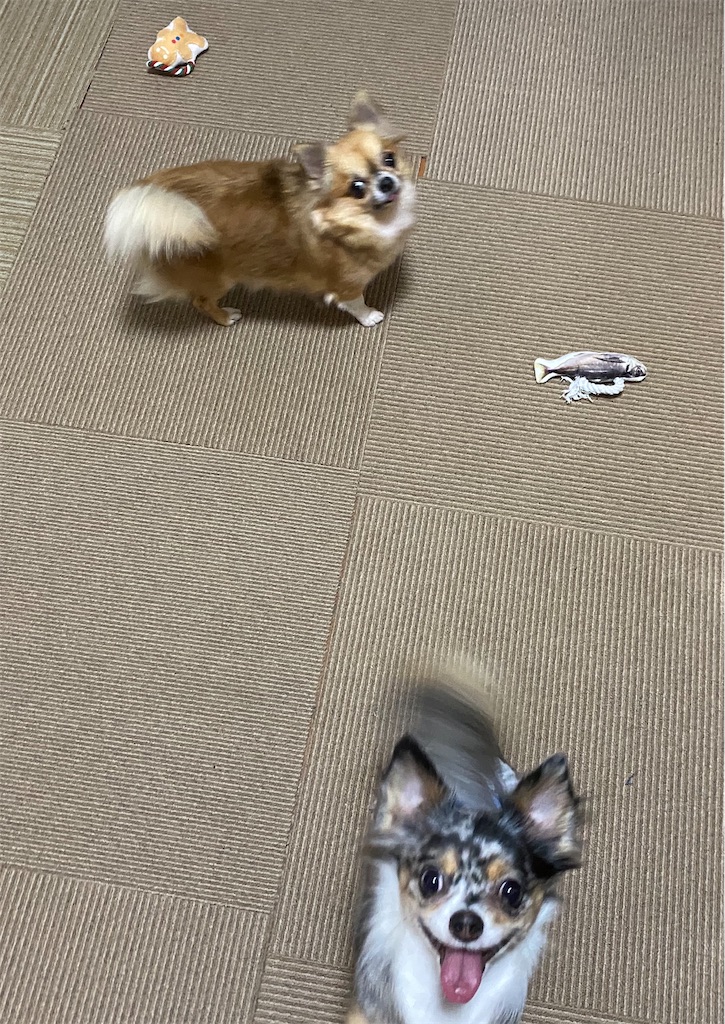 f:id:opachosalon:20191231192425j:image f:id:opachosalon:20191231192425j:image