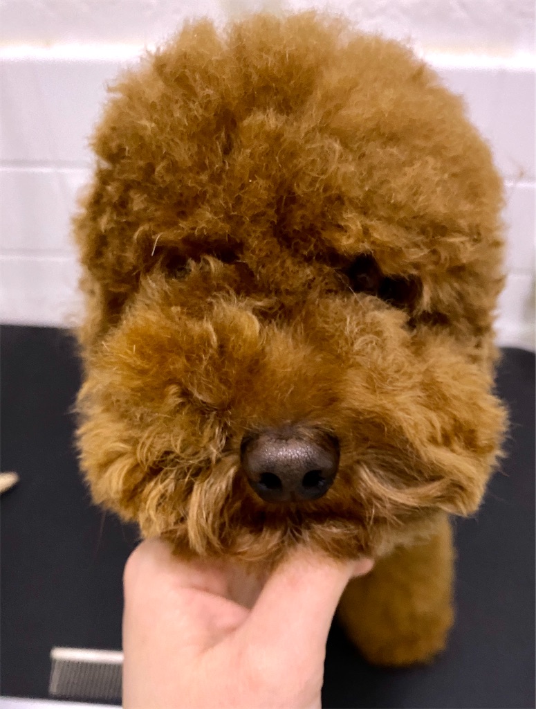 f:id:opachosalon:20191231234504j:image f:id:opachosalon:20191231234504j:image