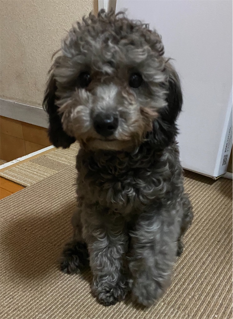 f:id:opachosalon:20191231234507j:image f:id:opachosalon:20191231234507j:image