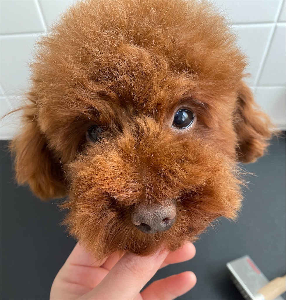 f:id:opachosalon:20191231234517j:image f:id:opachosalon:20191231234517j:image