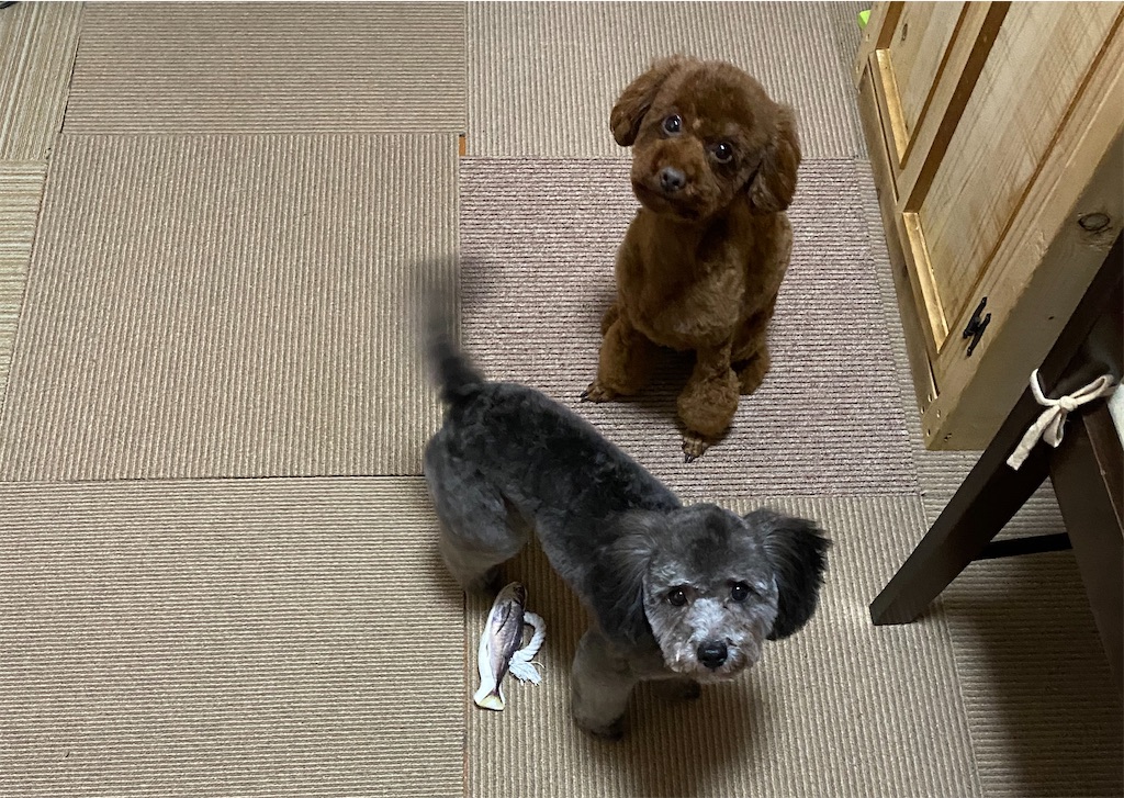 f:id:opachosalon:20191231234524j:image f:id:opachosalon:20191231234524j:image