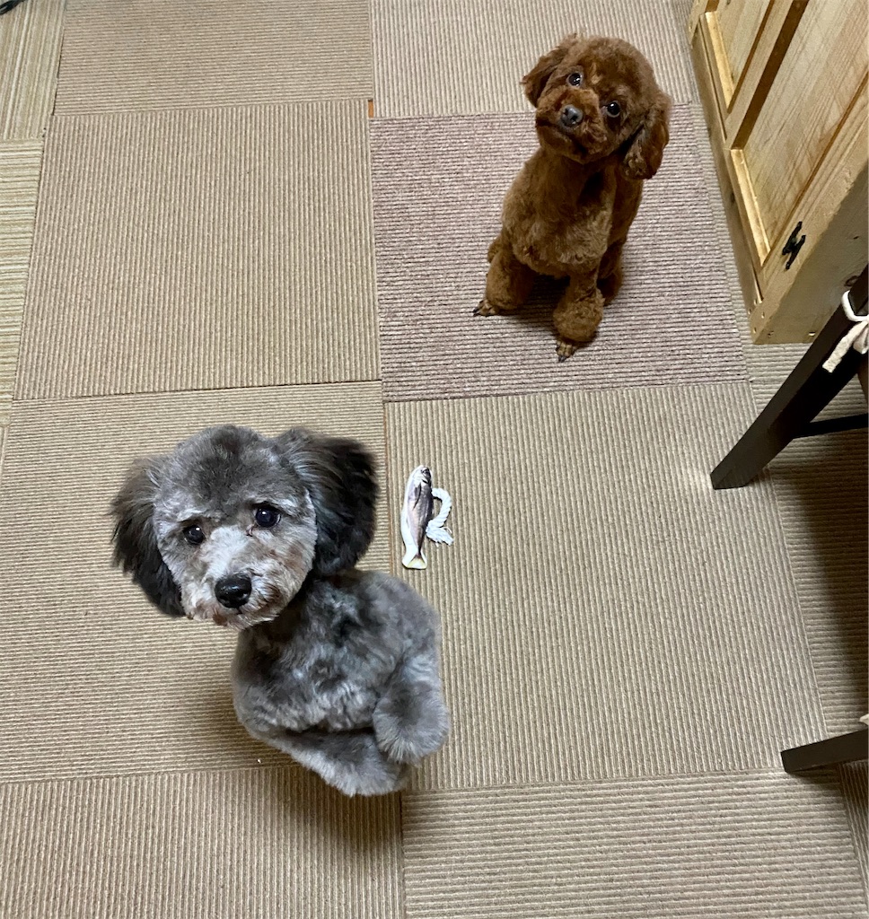 f:id:opachosalon:20191231234527j:image f:id:opachosalon:20191231234527j:image