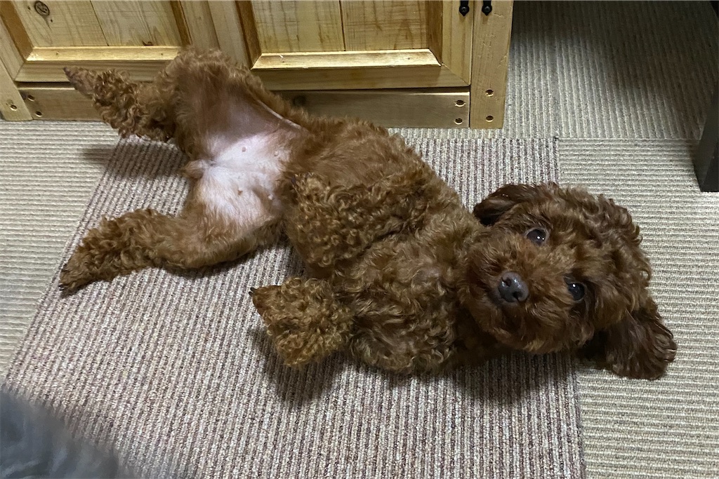 f:id:opachosalon:20191231234534j:image f:id:opachosalon:20191231234534j:image