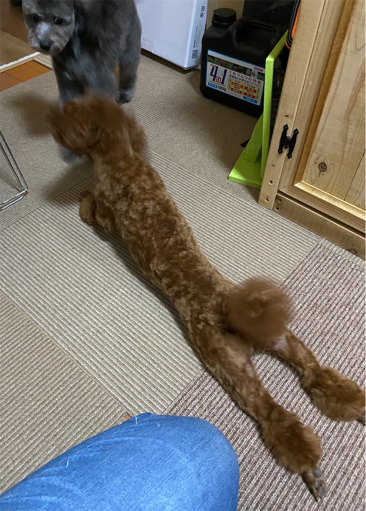 f:id:opachosalon:20191231234546j:image f:id:opachosalon:20191231234546j:image