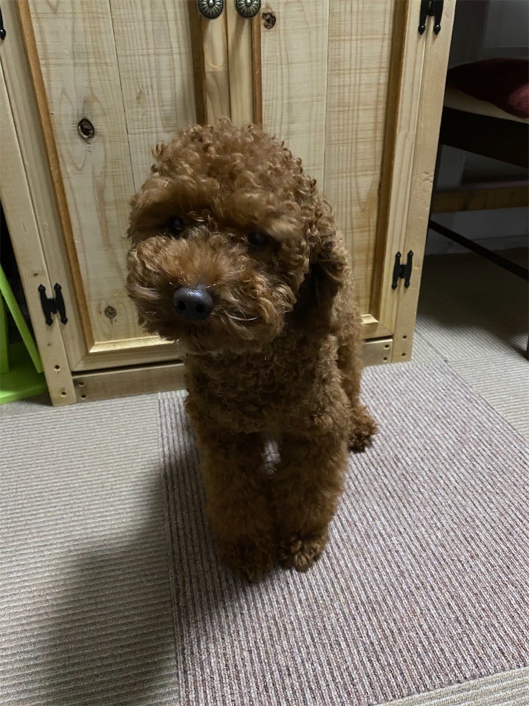 f:id:opachosalon:20191231234550j:image f:id:opachosalon:20191231234550j:image