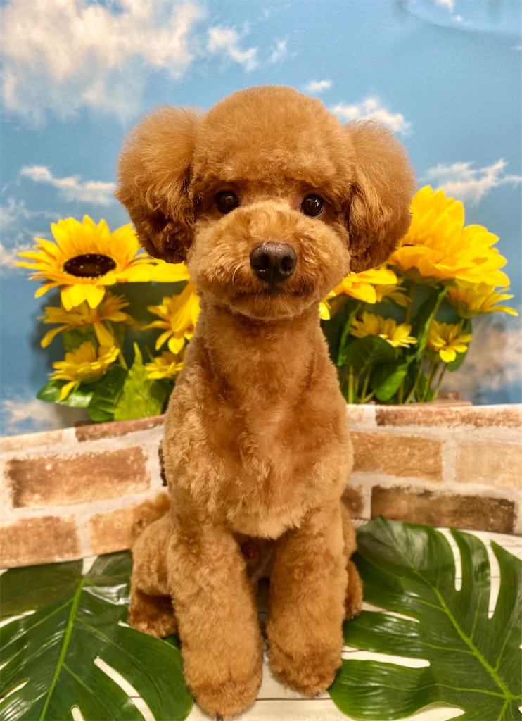 f:id:opachosalon:20200830095506j:image