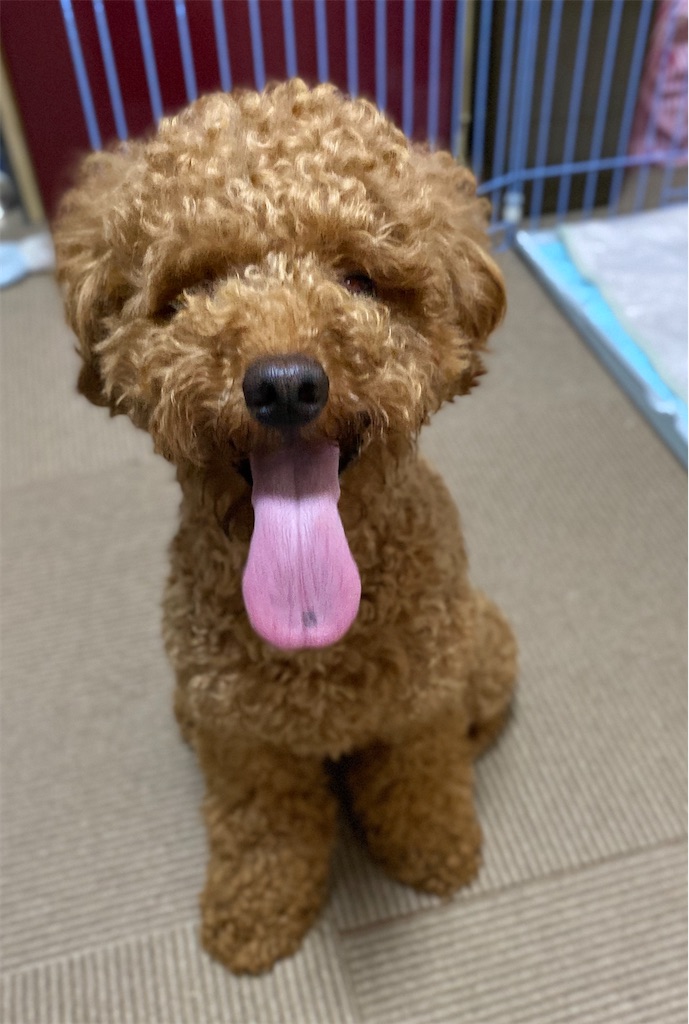 f:id:opachosalon:20200830095520j:image