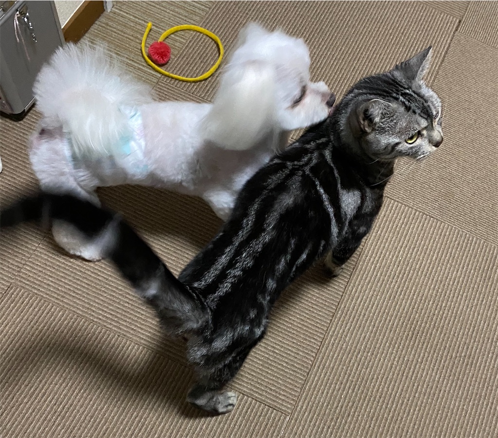 f:id:opachosalon:20200830095549j:image