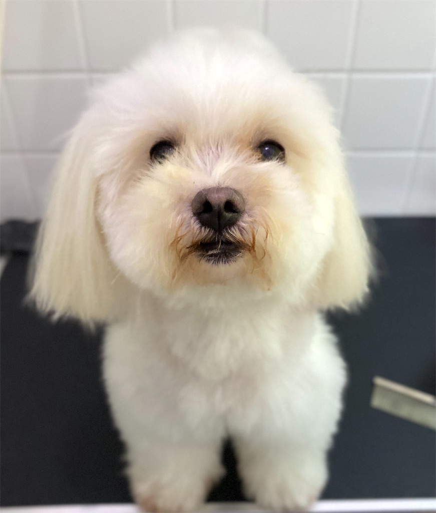 f:id:opachosalon:20200830101959j:image