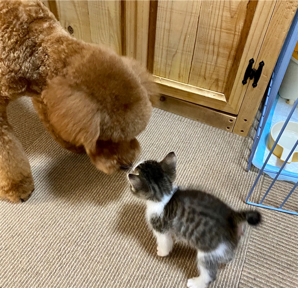 f:id:opachosalon:20200830102031j:image