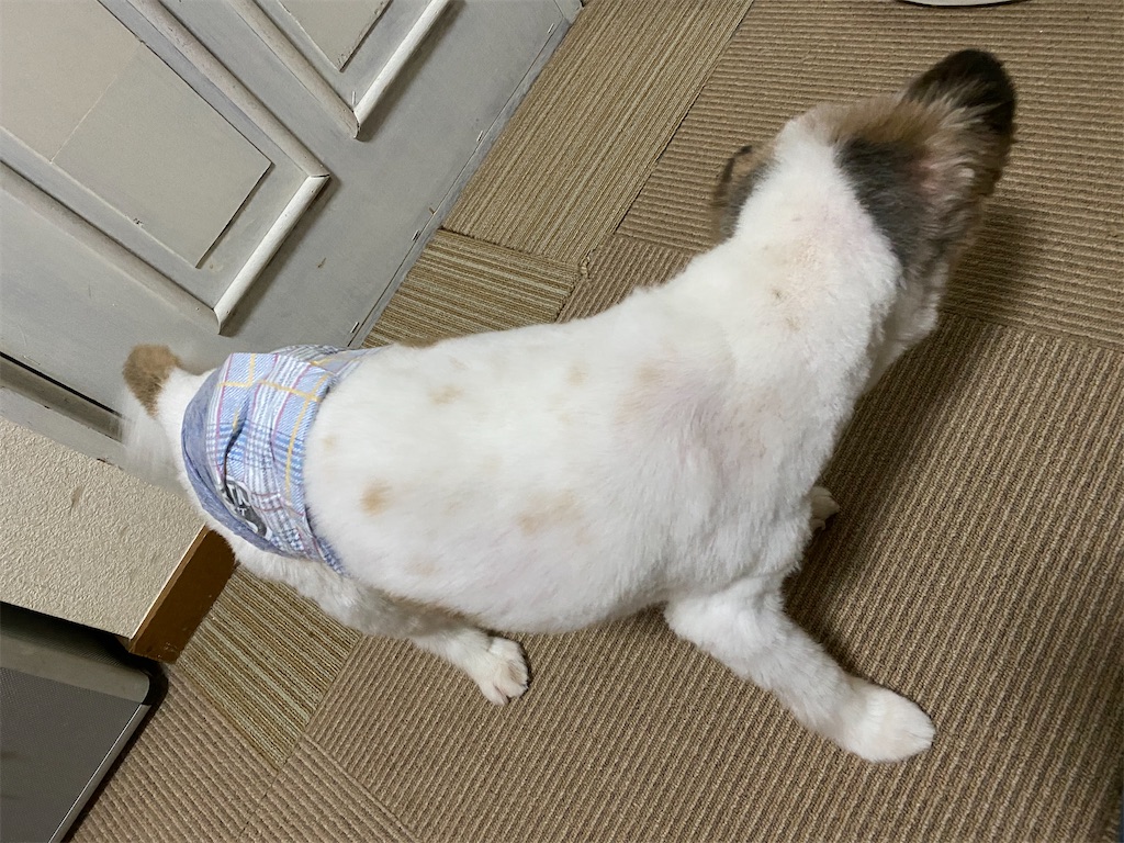 f:id:opachosalon:20200831230256j:image