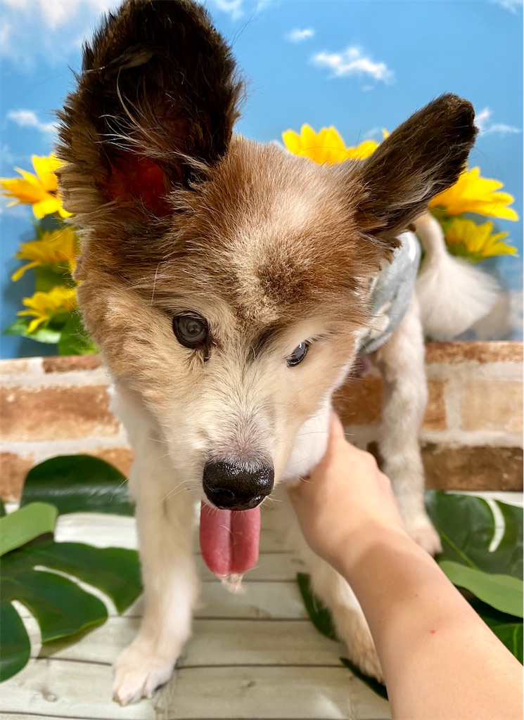 f:id:opachosalon:20200831230302j:image