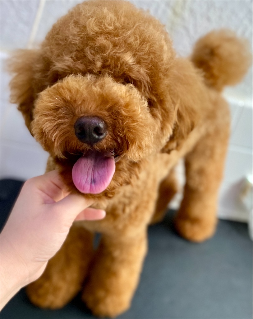 f:id:opachosalon:20200831230314j:image