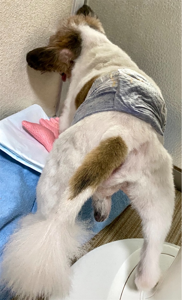 f:id:opachosalon:20200831230320j:image