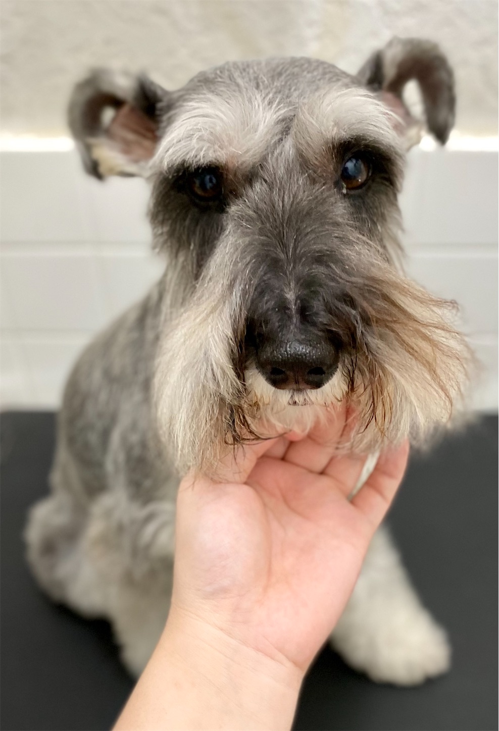 f:id:opachosalon:20210803022741j:image