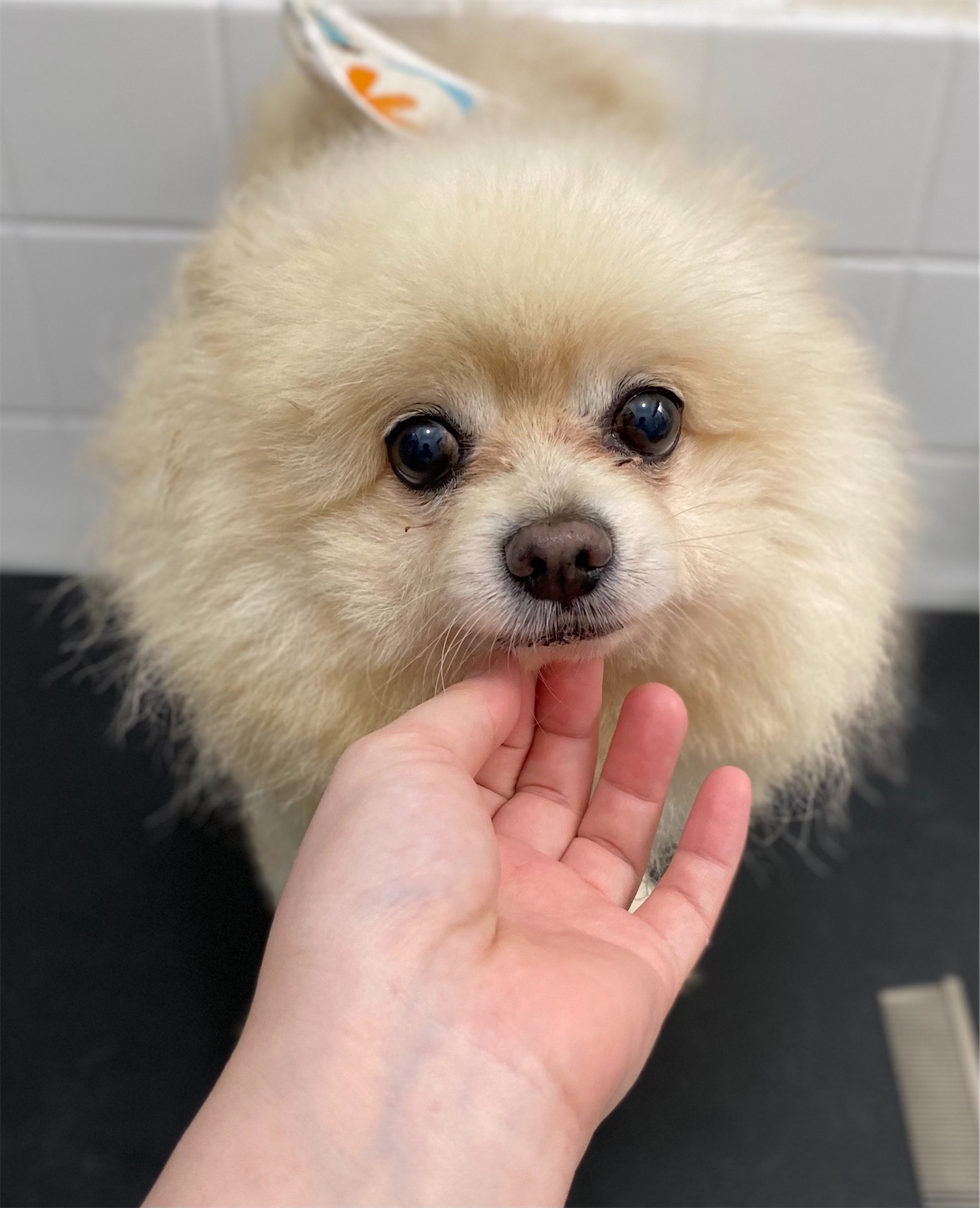 f:id:opachosalon:20210803022751j:image