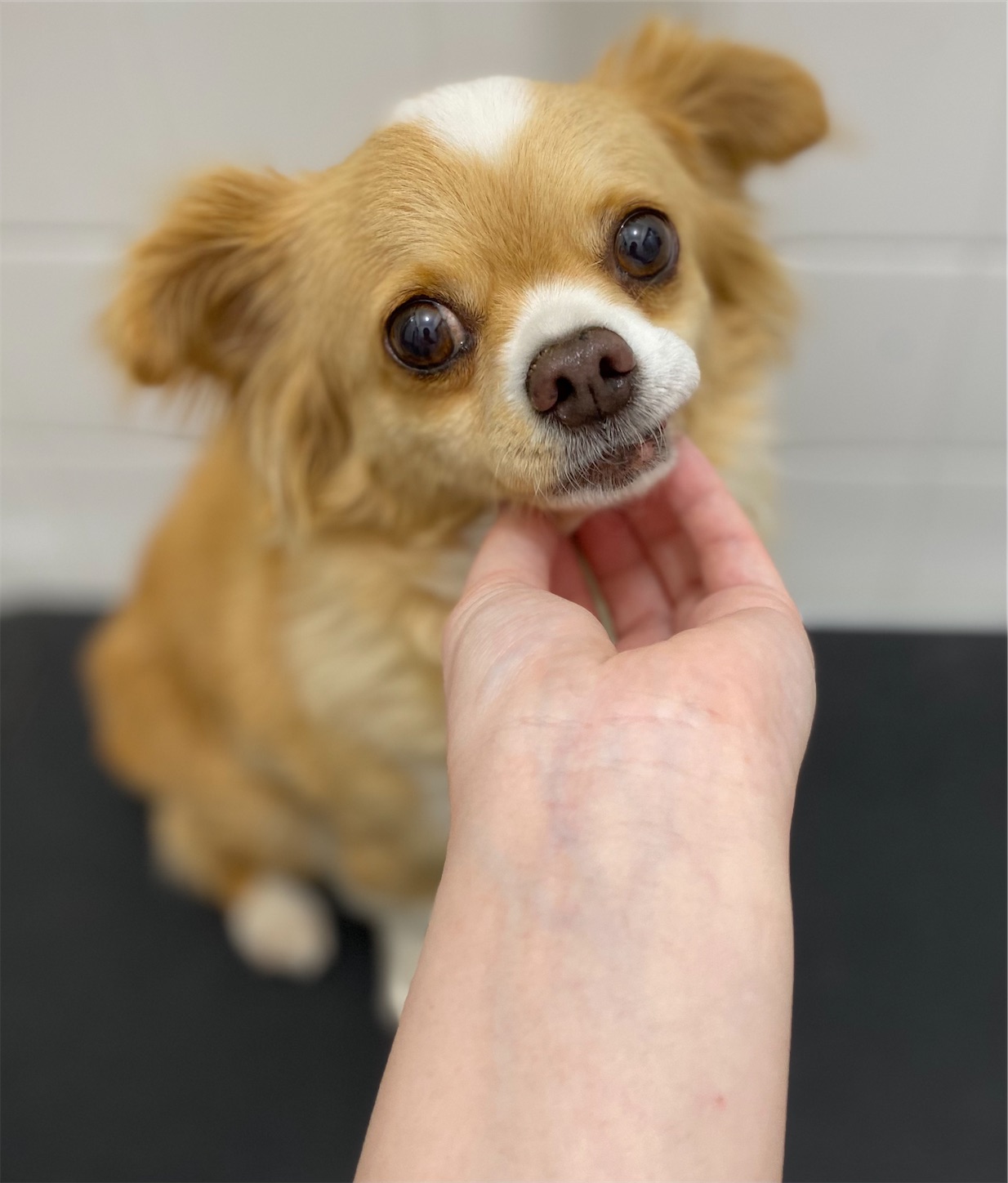 f:id:opachosalon:20210803022758j:image