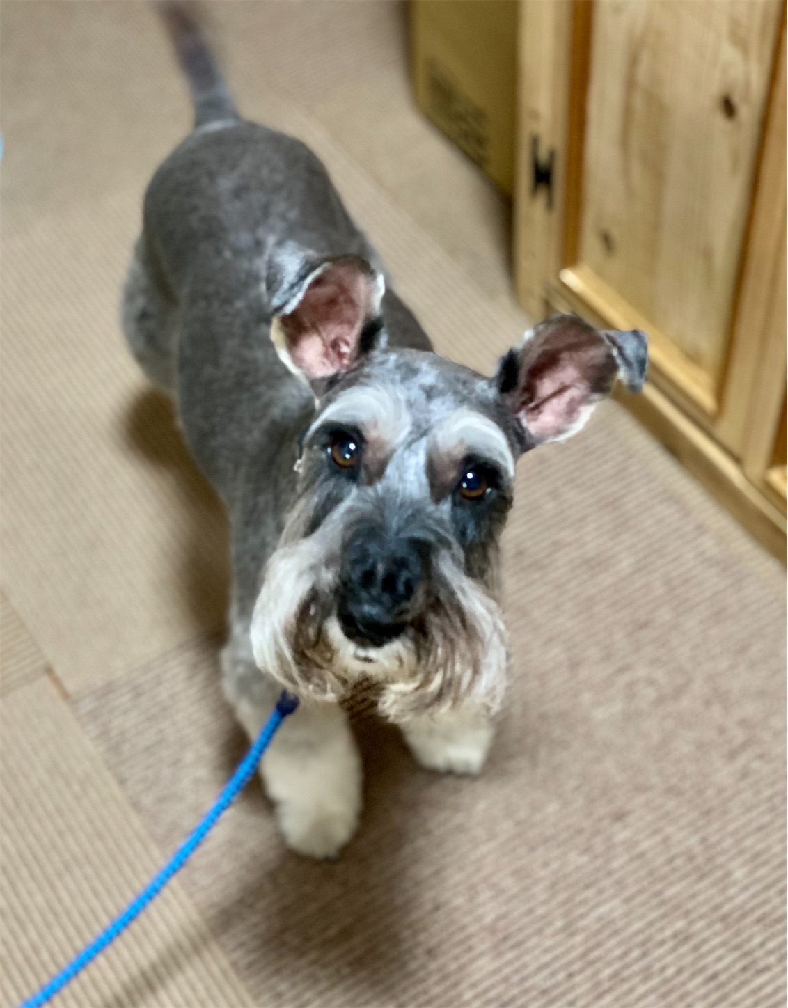 f:id:opachosalon:20210803022809j:image