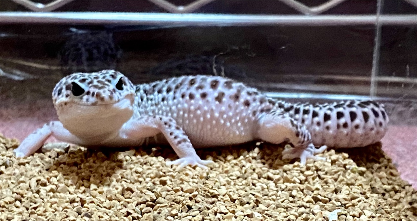 爬虫類だらけ ワンちゃんトリミング おぱちょ 気ままな日常