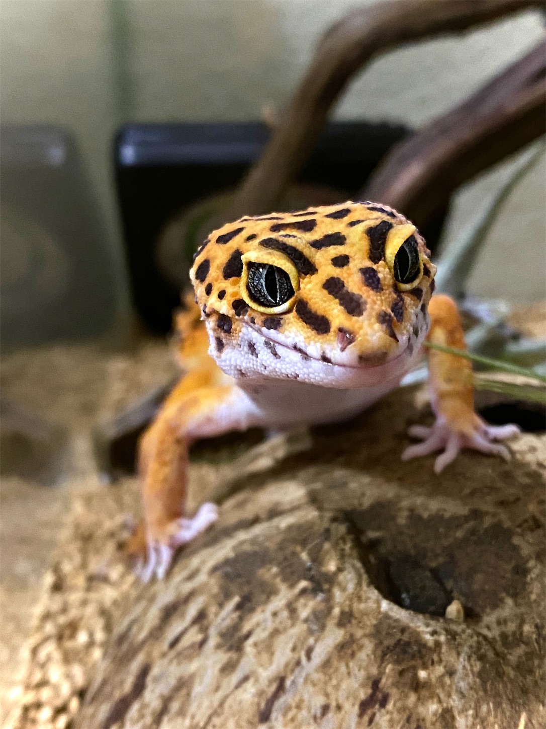 爬虫類だらけ ワンちゃんトリミング おぱちょ 気ままな日常