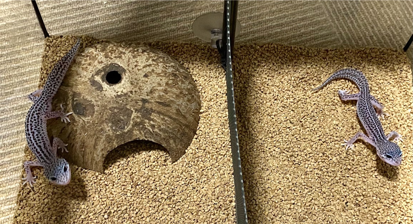 爬虫類だらけ ワンちゃんトリミング おぱちょ 気ままな日常