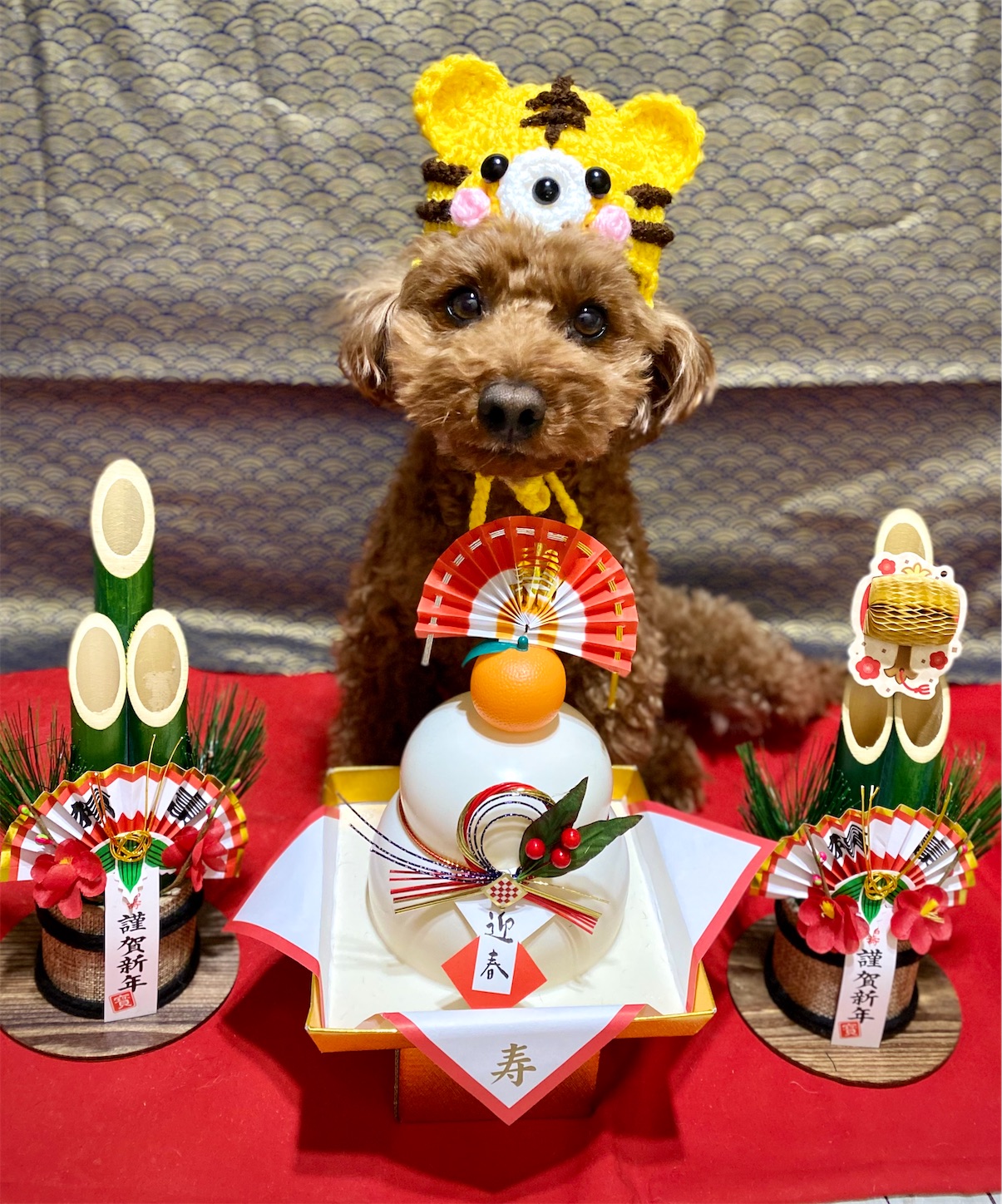 f:id:opachosalon:20220320115506j:image
