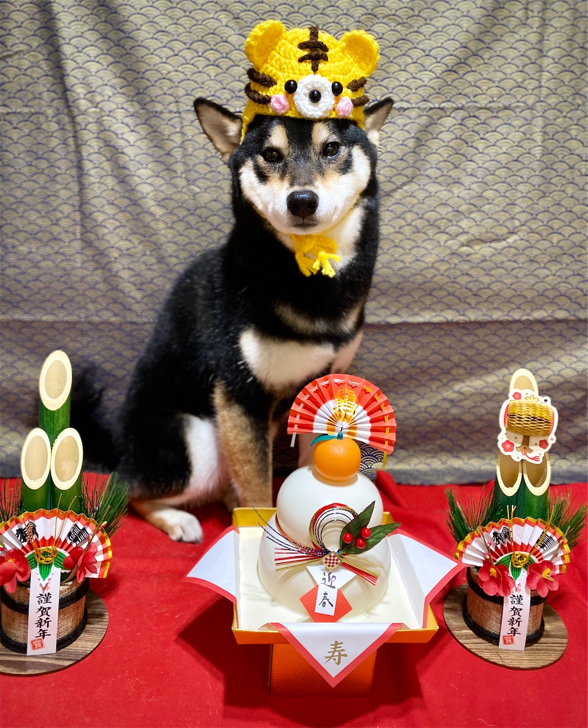 f:id:opachosalon:20220320115528j:image